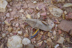 Ocnerodes fallaciosus