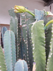 Cereus jamacaru