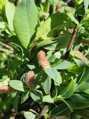 Salix caesia