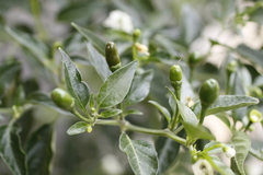 Capsicum annuum annuum