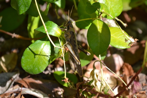 photo of Gray Bird Grasshopper (Schistocerca nitens)