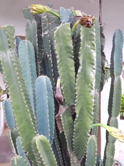 Cereus jamacaru
