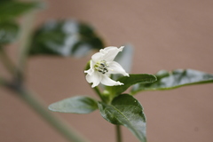 Capsicum annuum annuum