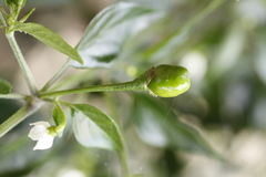 Capsicum annuum annuum
