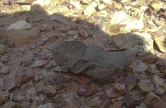 Ocnerodes fallaciosus