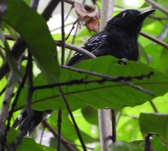 Cercomacra nigricans