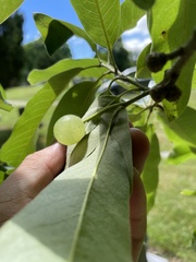 Amphibolips nubilipennis