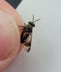 Chrysops univittatus