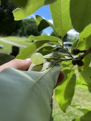 Amphibolips nubilipennis