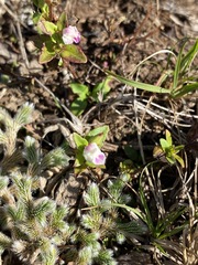 Linderniella