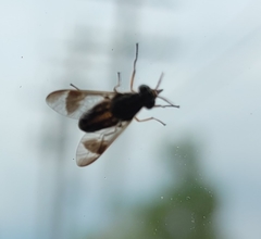 Chrysops univittatus