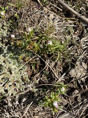 Linderniella