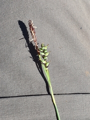 Carex panicea