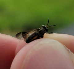 Chrysops univittatus