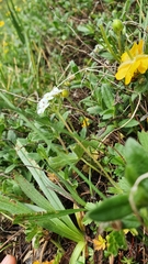 Androsace chamaejasme