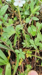 Androsace chamaejasme