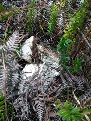 Anolis cybotes