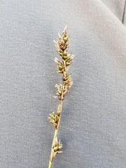 Carex panicea