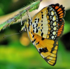 Byblia anvatara acheloia