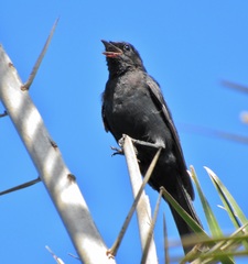 Melaenornis pammelaina ater