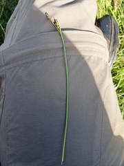 Carex panicea