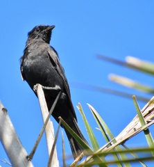 Melaenornis pammelaina ater