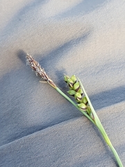 Carex panicea