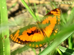 Byblia anvatara acheloia