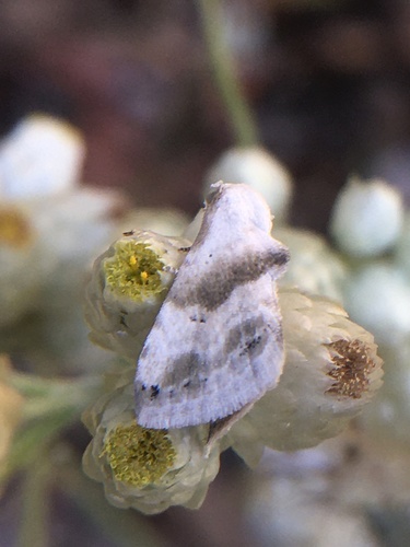 photo of Everlasting Bud Moth (Eublemma minima)