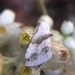 photo of Everlasting Bud Moth (Eublemma minima)