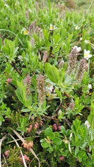Salix breviserrata