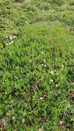 Salix breviserrata, photograph 6
