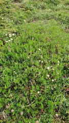 Salix breviserrata