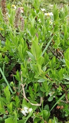 Salix breviserrata