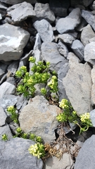 Galium megalospermum