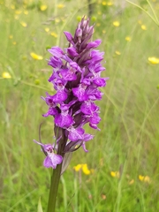 Dactylorhiza praetermissa