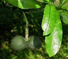 Tabernaemontana ventricosa