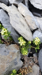 Galium megalospermum