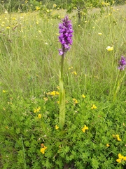 Dactylorhiza praetermissa