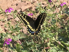 Papilio machaon bairdii