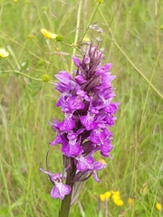 Dactylorhiza praetermissa