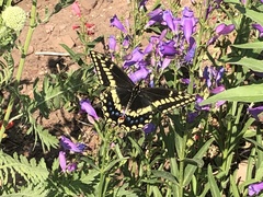 Papilio machaon bairdii