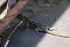Sceloporus grammicus