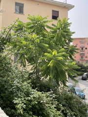Ailanthus altissima
