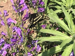 Papilio machaon bairdii