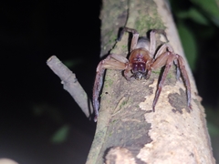 Thelcticopis kirankhalapi