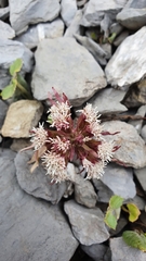 Petasites paradoxus