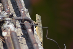 Sceloporus grammicus