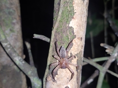 Thelcticopis kirankhalapi