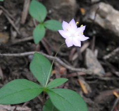 Lysimachia latifolia